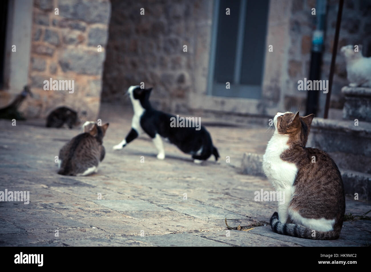 Giocoso gatti nella vecchia Europa comune in attesa di cibo in stile vintage Foto Stock