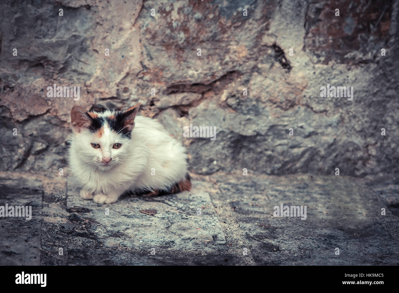 Miserabile gattino randagio con il vecchio muro di pietra sul background e spazio di copia Foto Stock