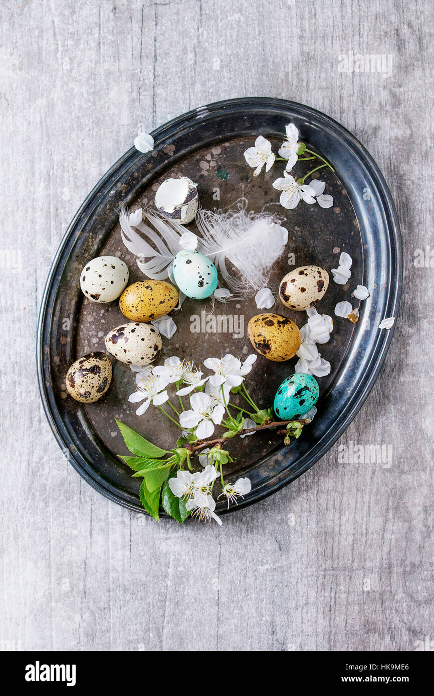 Il decor colorato Pasqua uova di quaglia con molla di fiori di ciliegio, MOSS e bird giù su vintage vassoio di metallo su grigio Sfondo texture. Vista da sopra con c Foto Stock