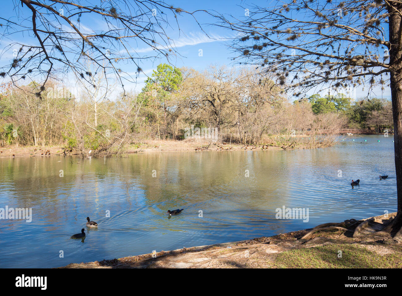 Houston hermann park conservancy mcgovern lago in inverno il Texas Foto Stock