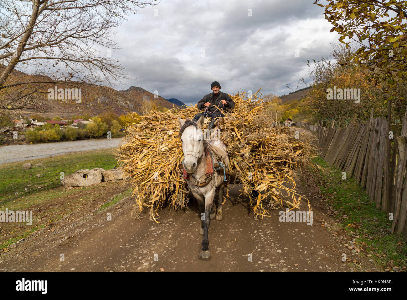 L'agricoltore che trasportano essiccato foglie di mais su un cavallo disegnato carrello in Georgia Foto Stock