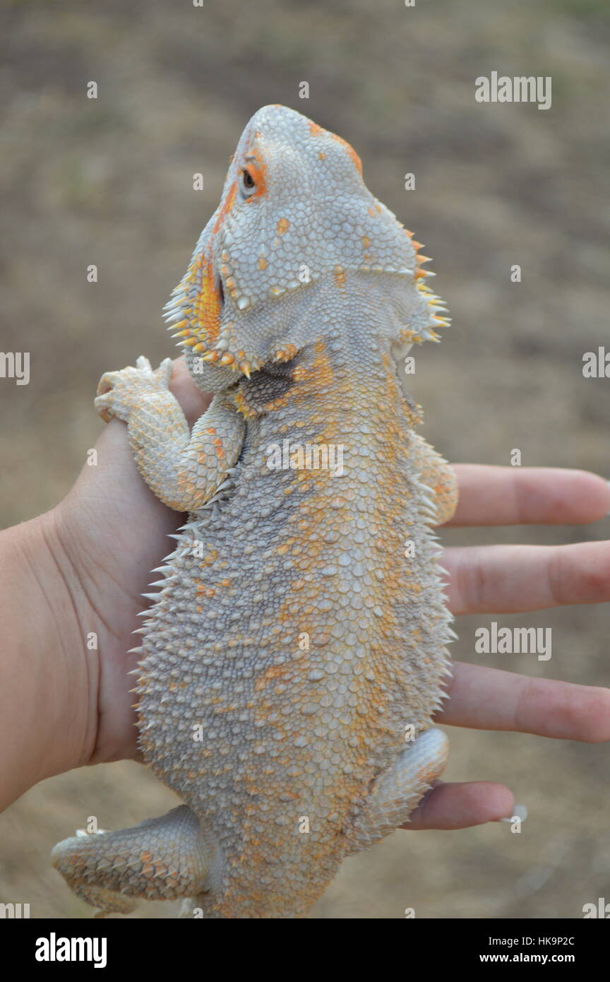 Il paradosso del drago Barbuto (Pogona vitticeps) Foto Stock