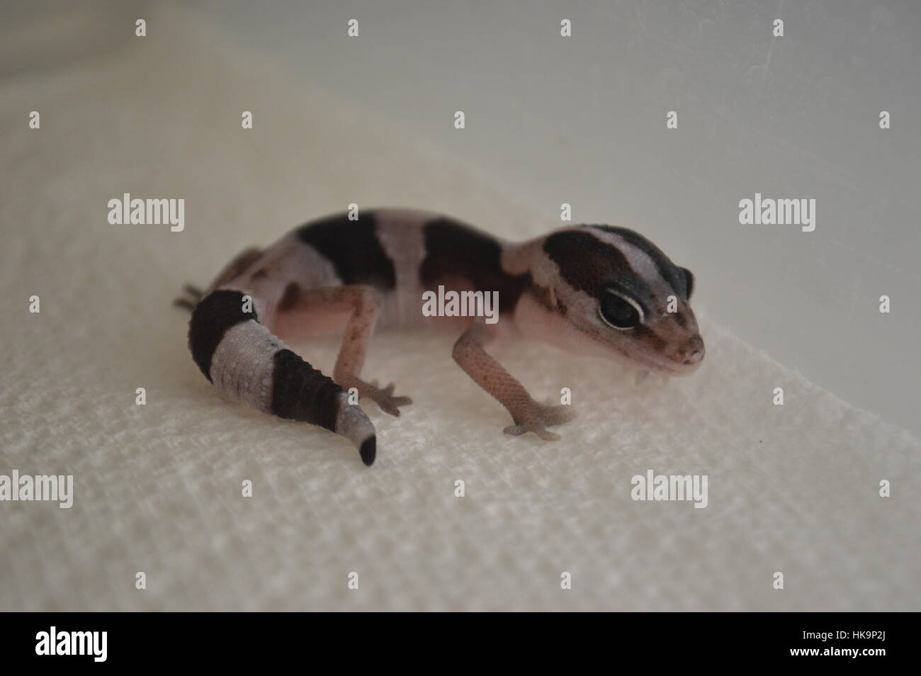 Striped Oreo African Fat Tailed Gecko (Hemitheconyx caudicinctus) Foto Stock