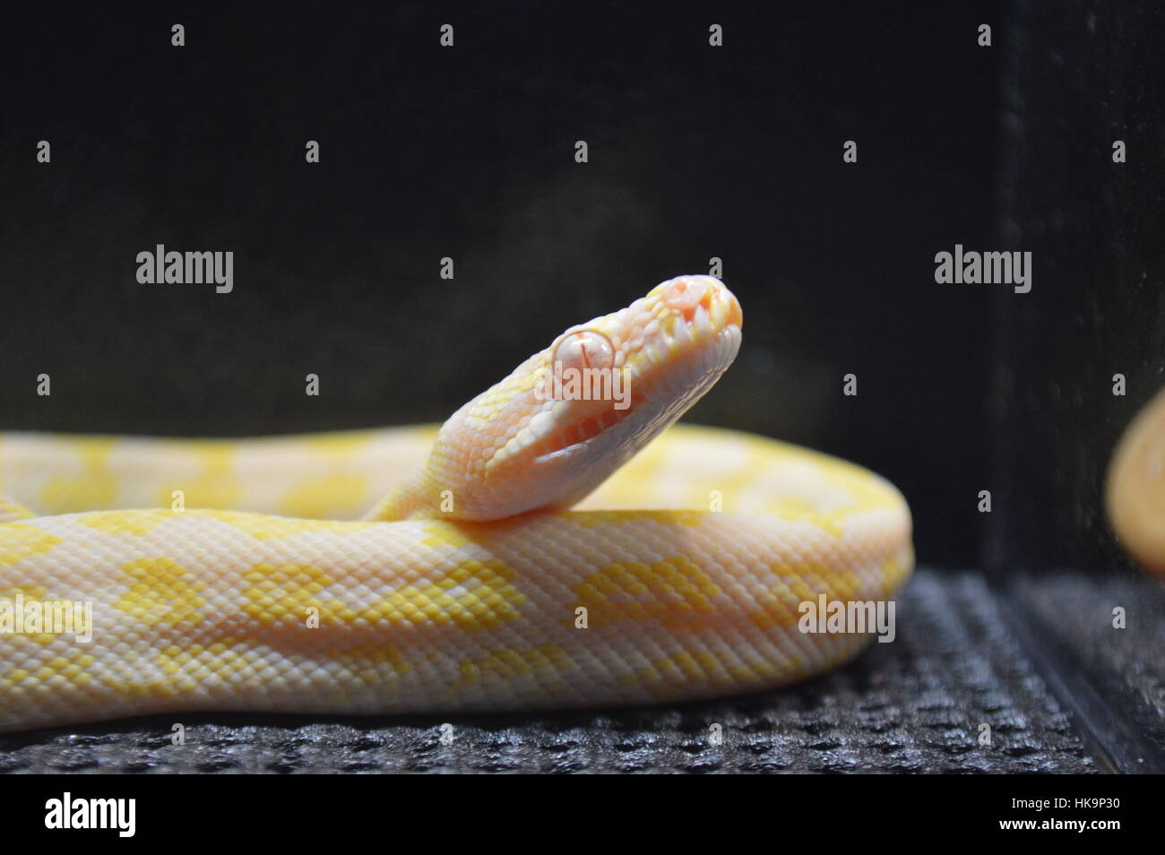 Tappeto Albino Python Foto Stock