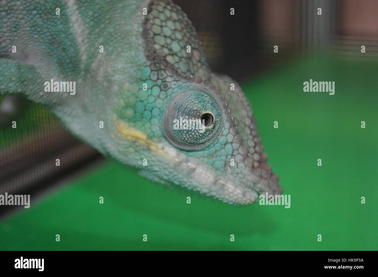 Panther Chameleon Foto Stock