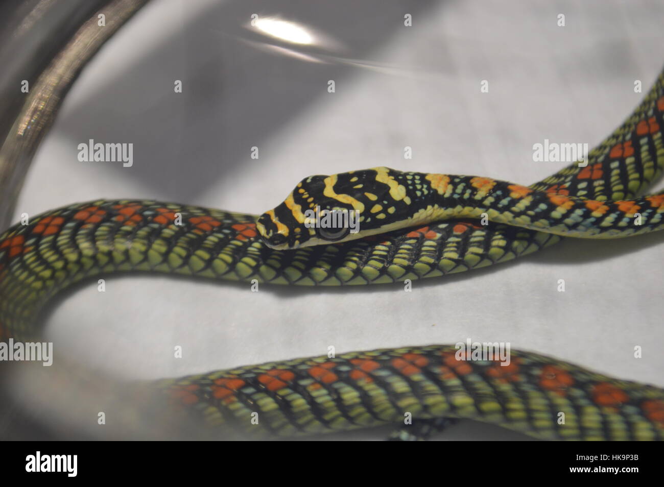 Flying snake ad albero Foto Stock