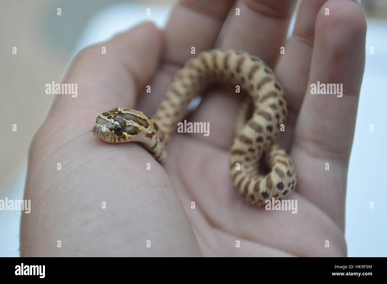 Western Hognose snake Foto Stock