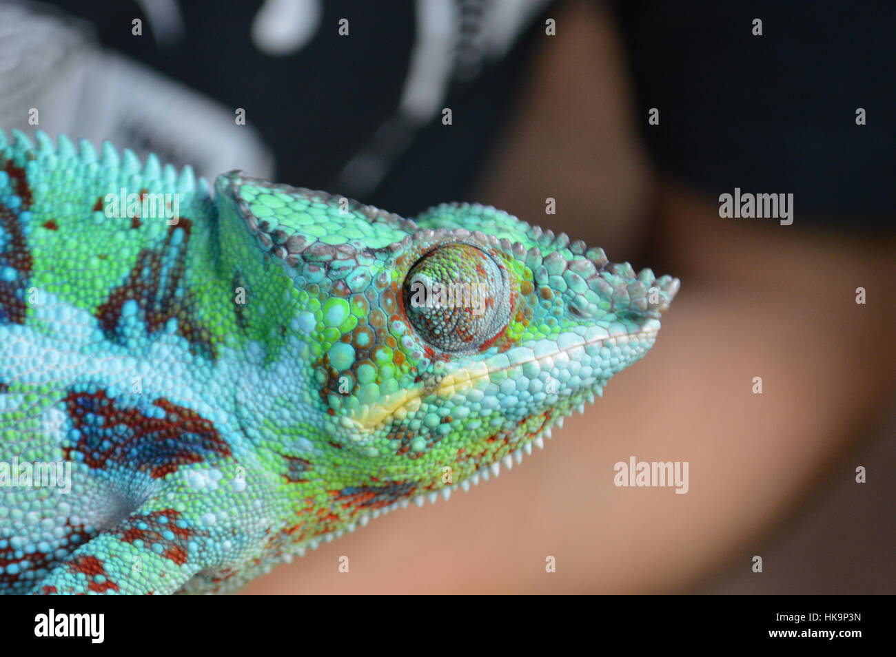 Panther chameleon Foto Stock