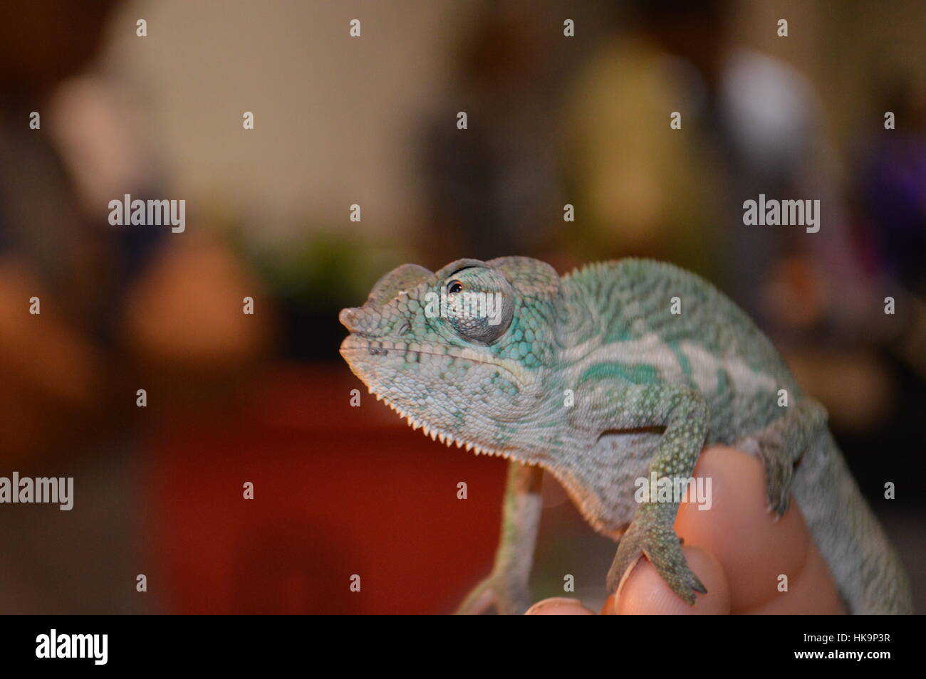 Panther Chameleon Foto Stock
