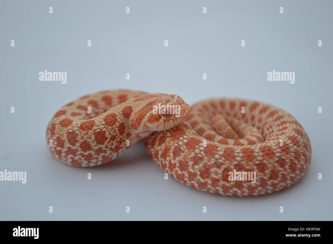Albino Western Hognose Snake Foto Stock