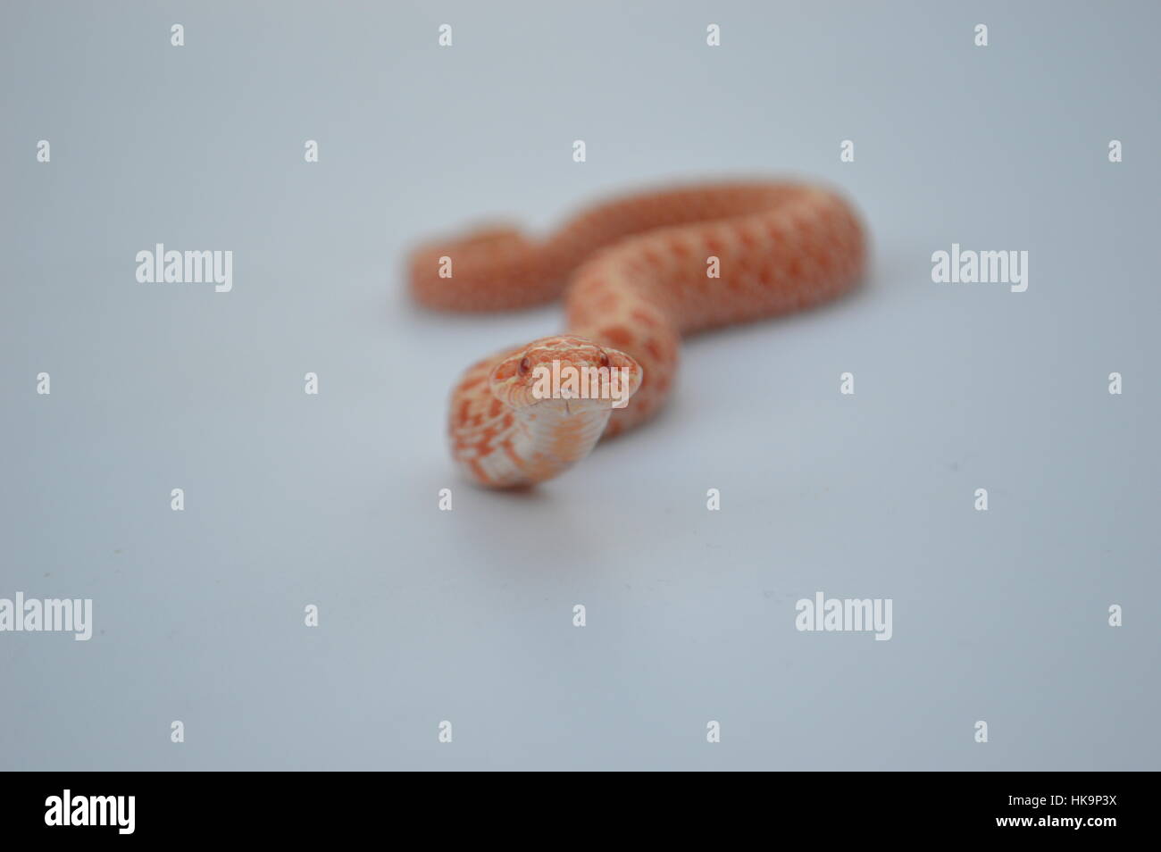 Albino Western Hognose Snake Foto Stock