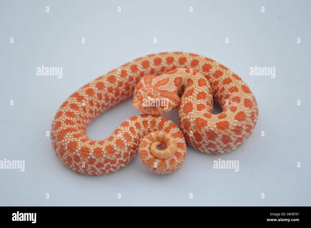 Albino Western Hognose Snake Foto Stock