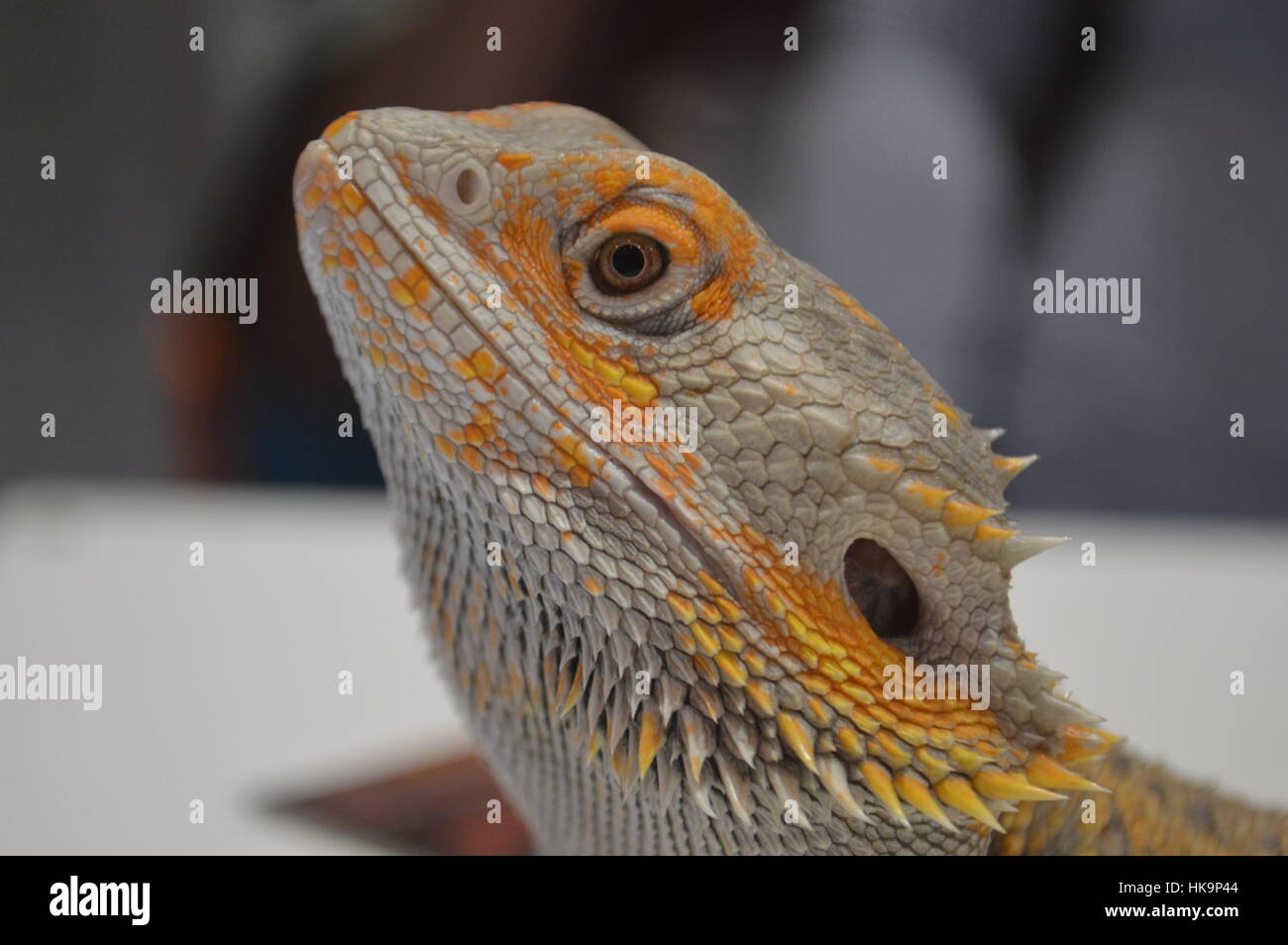 Il paradosso del drago Barbuto (Pogona vitticeps) Foto Stock