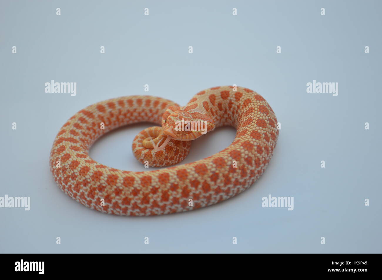 Albino Western Hognose Snake Foto Stock