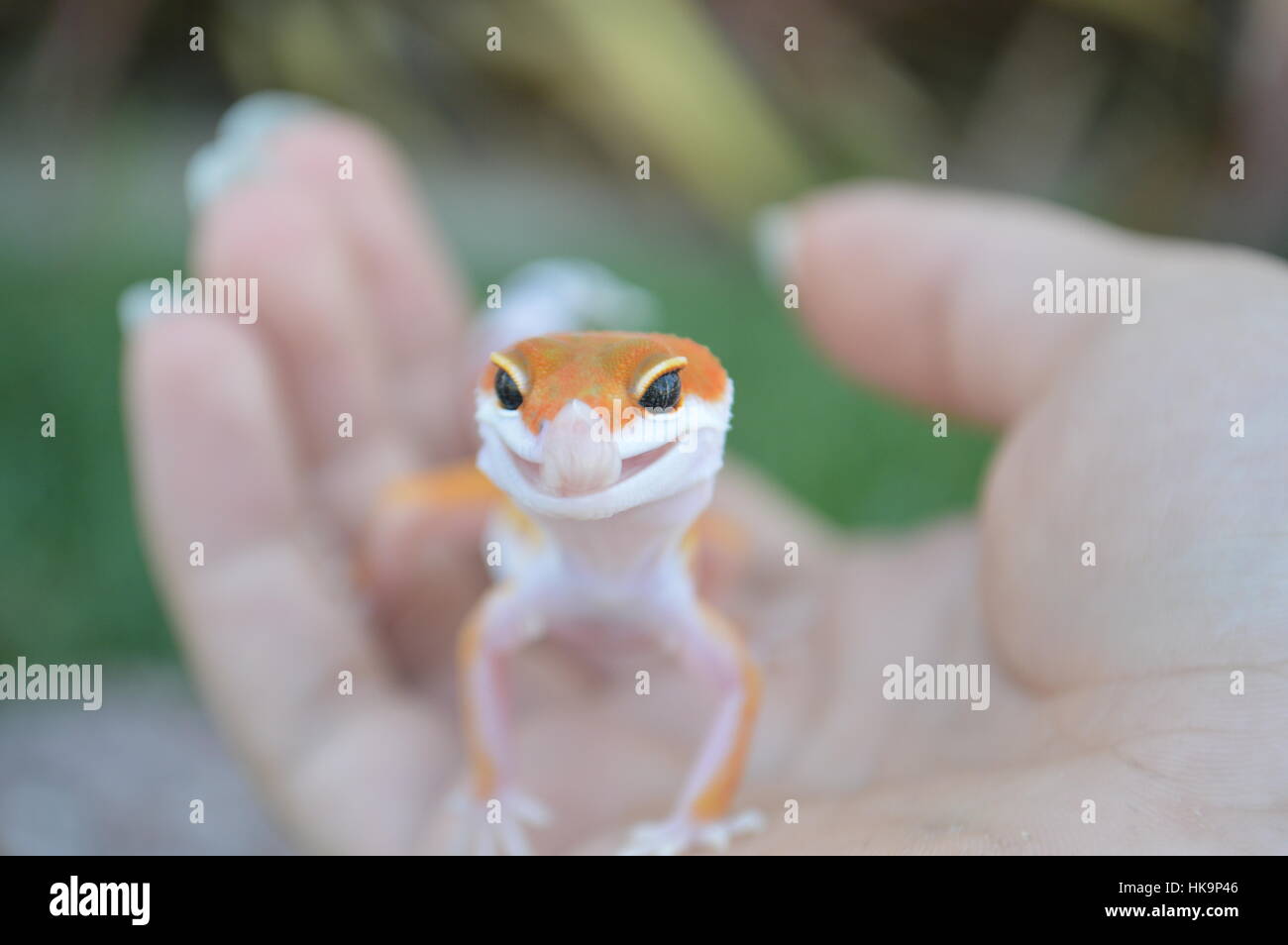 Super Hypo Tangerine Carrot Tail Baldy Leopard Gecko (SHTCTB, Eublepharis macularis) Foto Stock