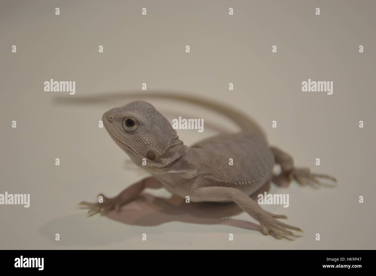 Hypo cuoio Zero Drago Barbuto (Pogona vitticeps) Foto Stock