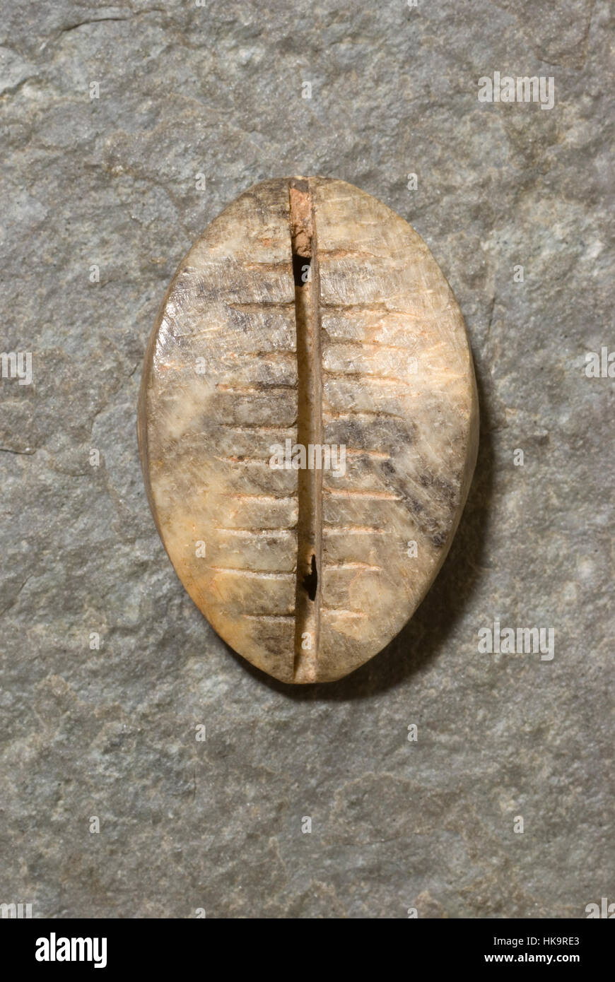 Cinese Antica Shell Cowrie imitazione in osso. Foto Stock