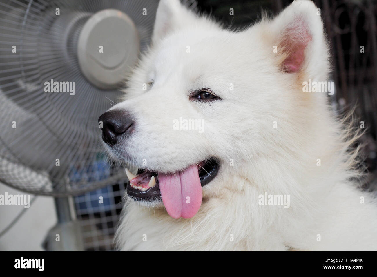 Samoiedo bianco cane adulto razza sorridente con la lingua di fuori. Foto Stock