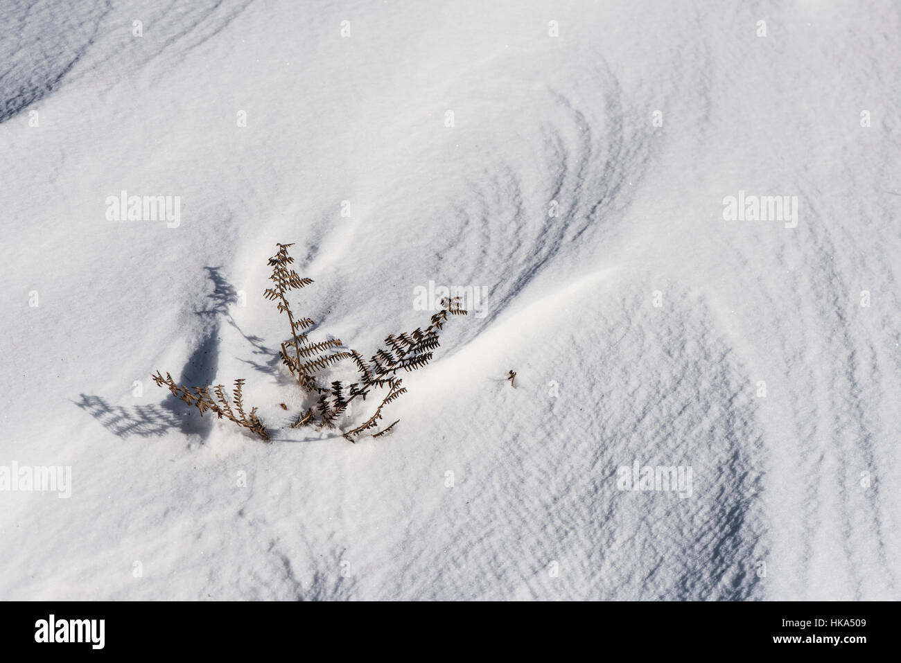 Bracken nel vento neve soffiata Foto Stock