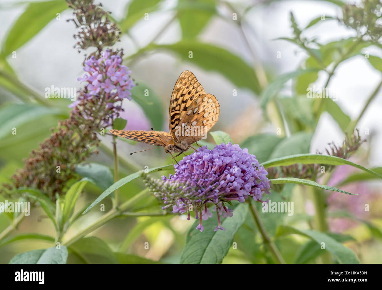 Gulf fritillary o passione butterfly,Agraulis vanillae,arancione farfalla Nymphalidae famiglia e sottofamiglia Heliconiinae. Foto Stock