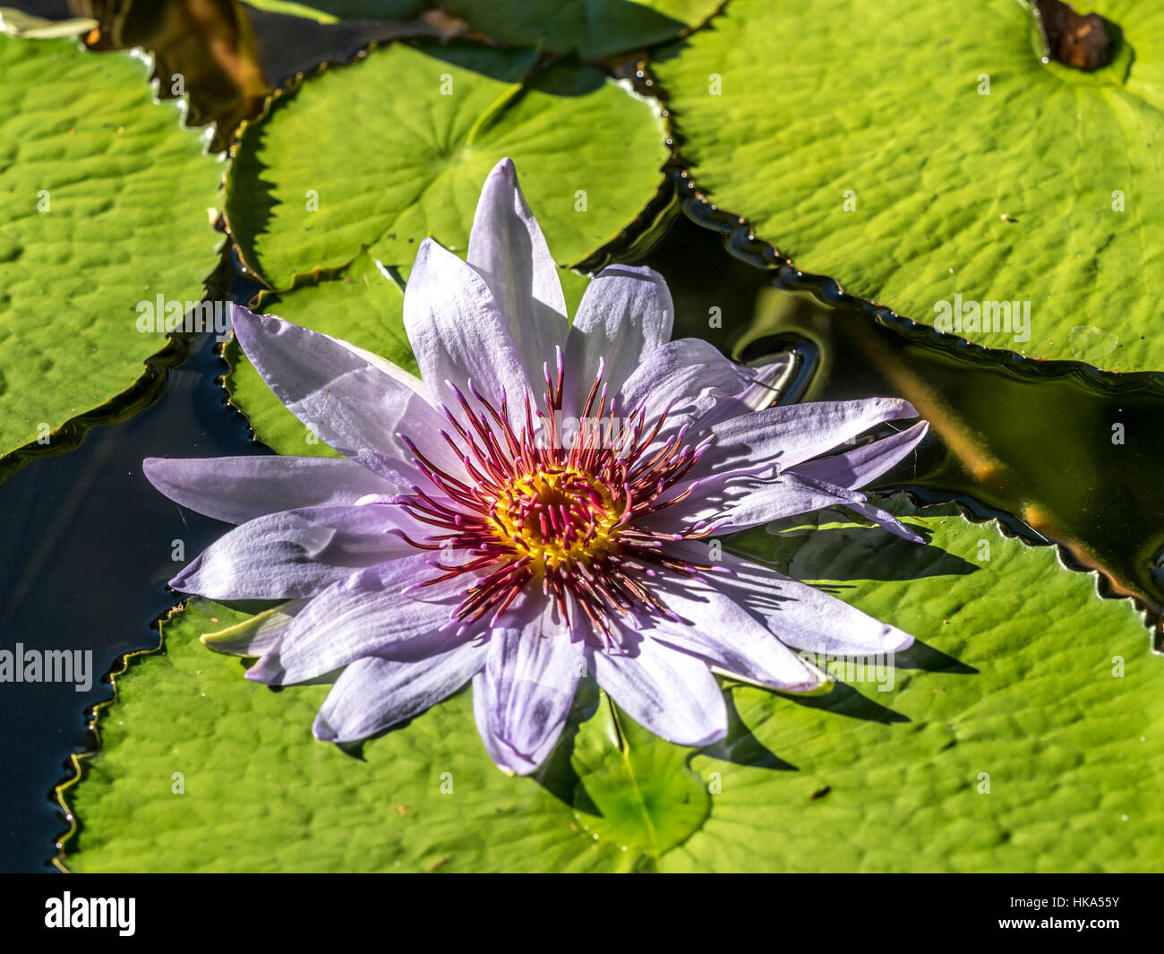 Nymphaeaceae è una famiglia di piante in fiore. I membri di questa famiglia sono comunemente chiamati ninfee e vivere come rhizomatous erbe acquatiche a tempera Foto Stock