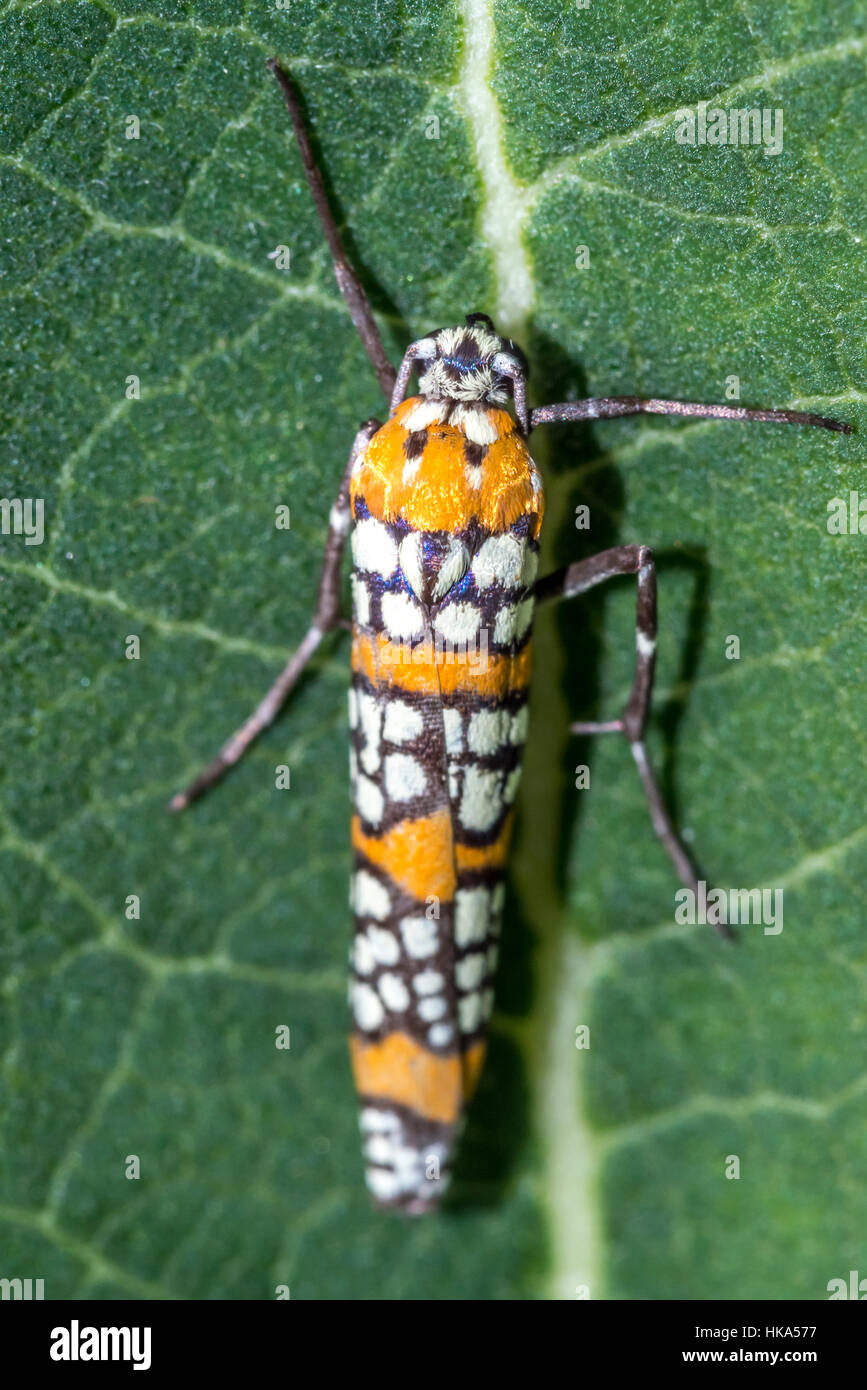 Ailanthus webworm,Atteva aurea, è un ermellino moth trovati negli Stati Uniti Foto Stock