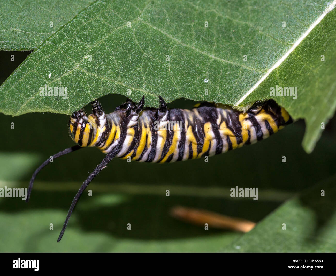 I bruchi sono la forma larvale di membri dell'ordine Lepidoptera Foto Stock