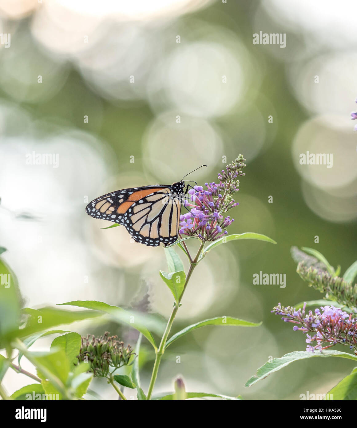 Farfalla monarca ,Danaus plexippus è una farfalla milkweed sottofamiglia Danainae nella famiglia Nymphalidae Foto Stock
