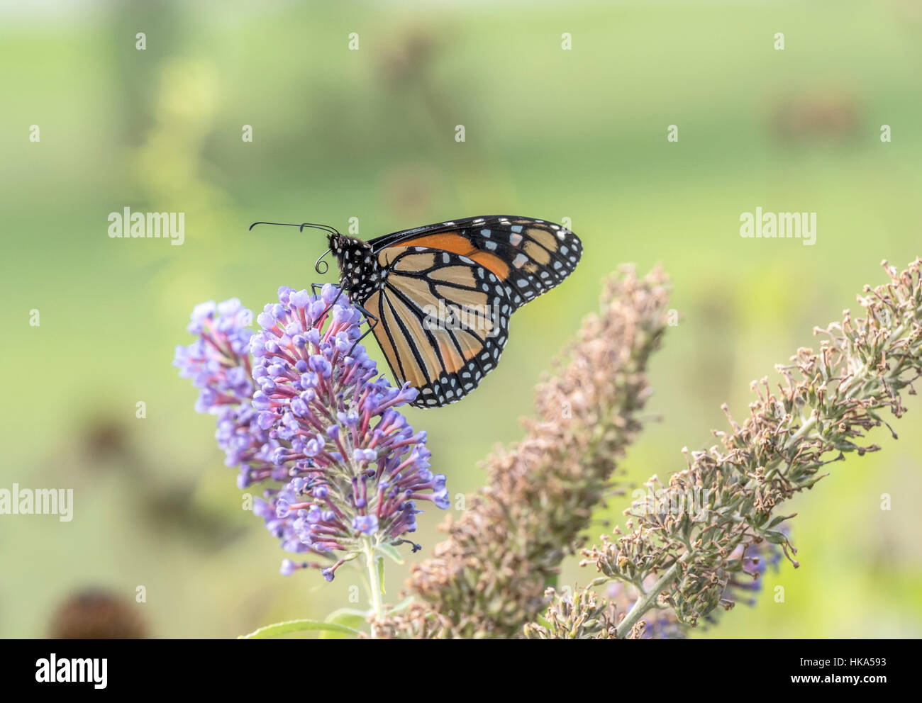 Farfalla monarca ,Danaus plexippus è una farfalla milkweed sottofamiglia Danainae nella famiglia Nymphalidae Foto Stock