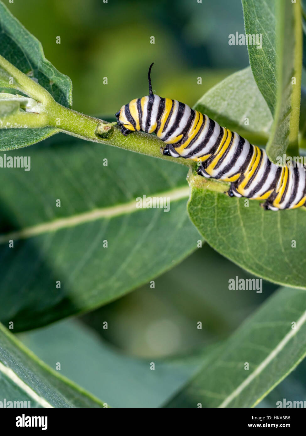 I bruchi sono la forma larvale di membri dell'ordine Lepidoptera Foto Stock