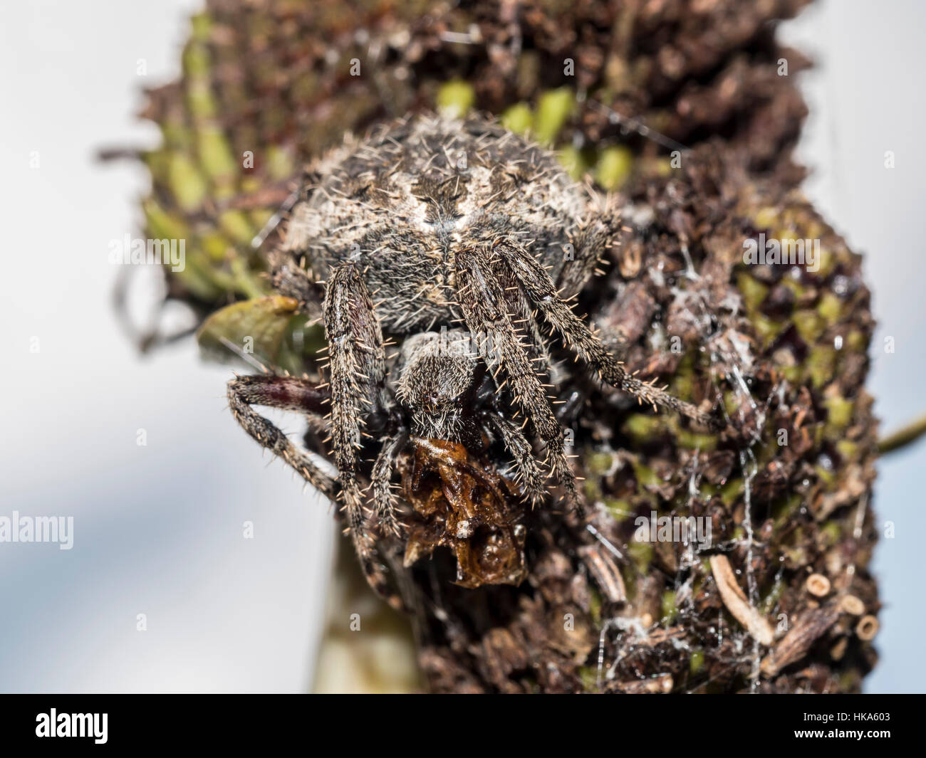 Casa comune spider,Parasteatoda tepidariorum, di cui a livello internazionale come la casa americana spider Foto Stock