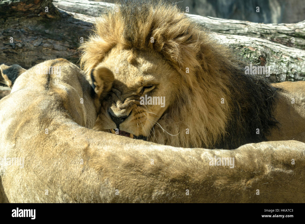 Un maschio e una femmina di leone africano (Panthera leo) sono giacenti sul terreno, riproduzione Foto Stock