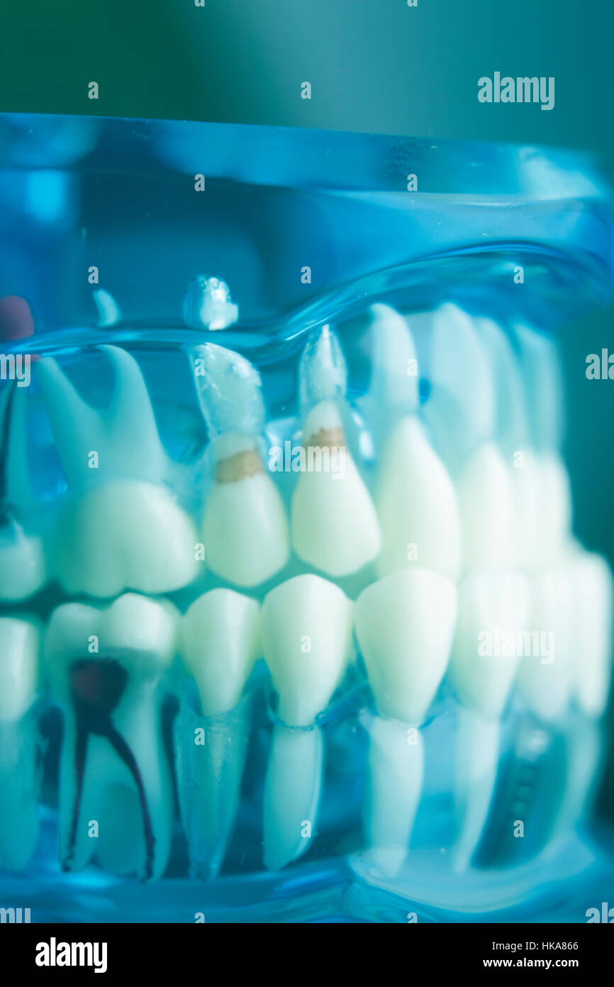 JUSTGREENBOX - Modello Didattico Dentale Per Adulti Con Denti Inferiori E Spazzolino Rimovibili