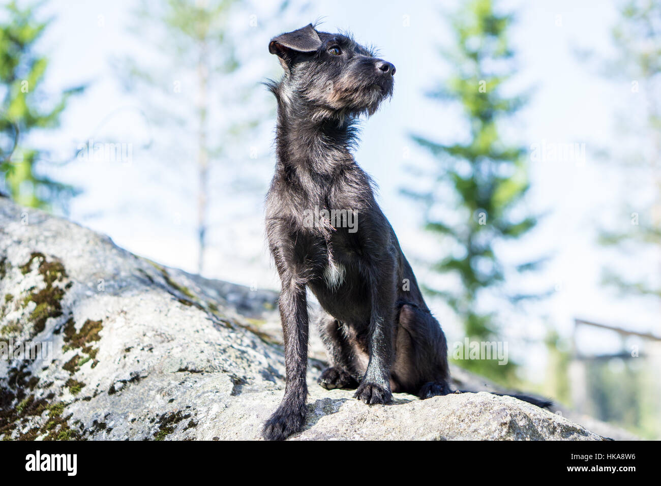 Servizio fotografico con il mio cane Foto Stock