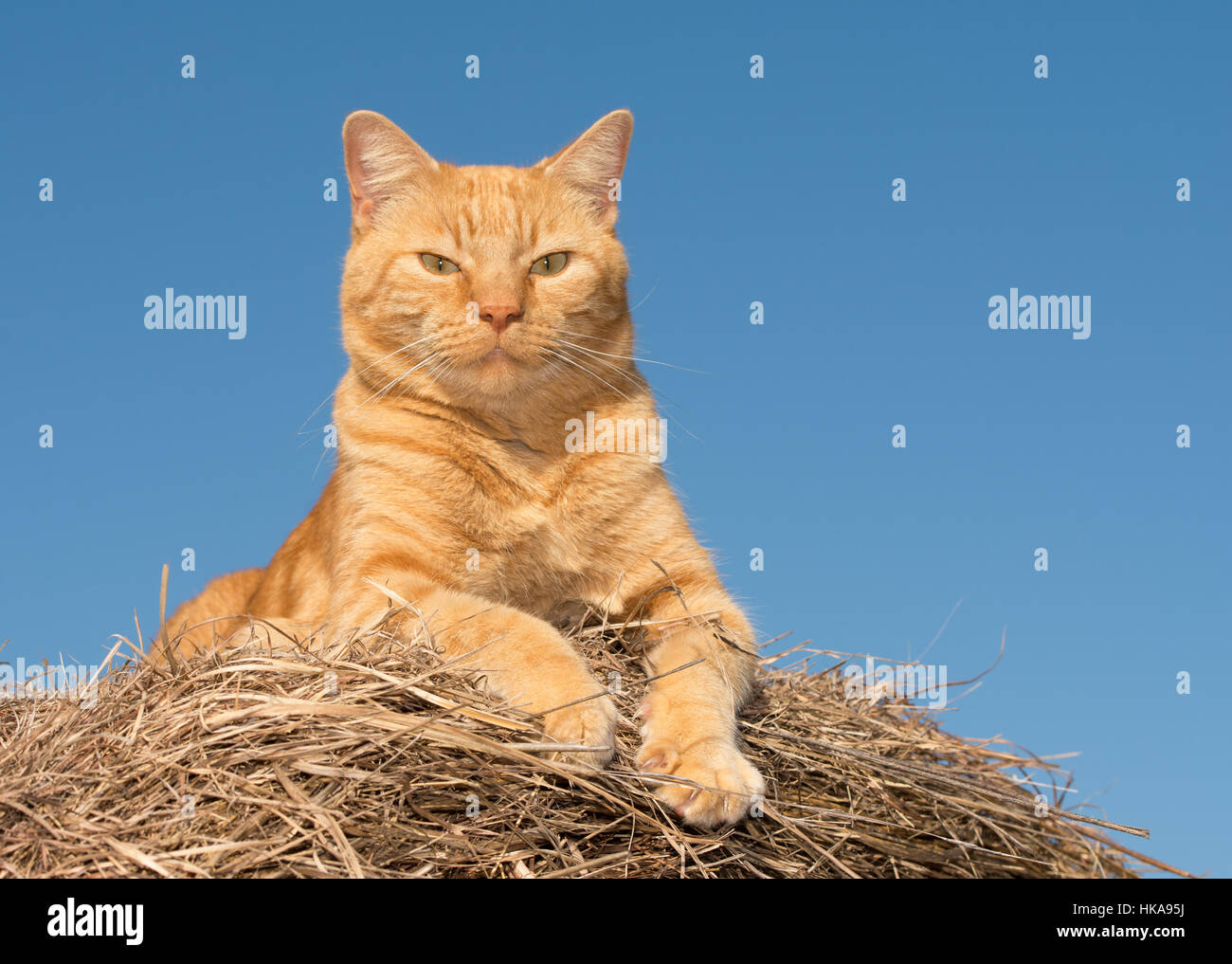 Orgogliosi di zenzero tabby cat rilevamenti topografici suo dominio dalla sommità di una balla di fieno, contro il blu limpido cielo invernale Foto Stock