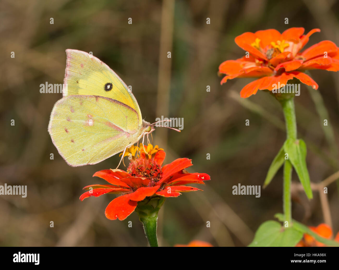 Colias cesonia, Southern Dogface butterfly alimentazione su un arancio Zinnia fiore Foto Stock