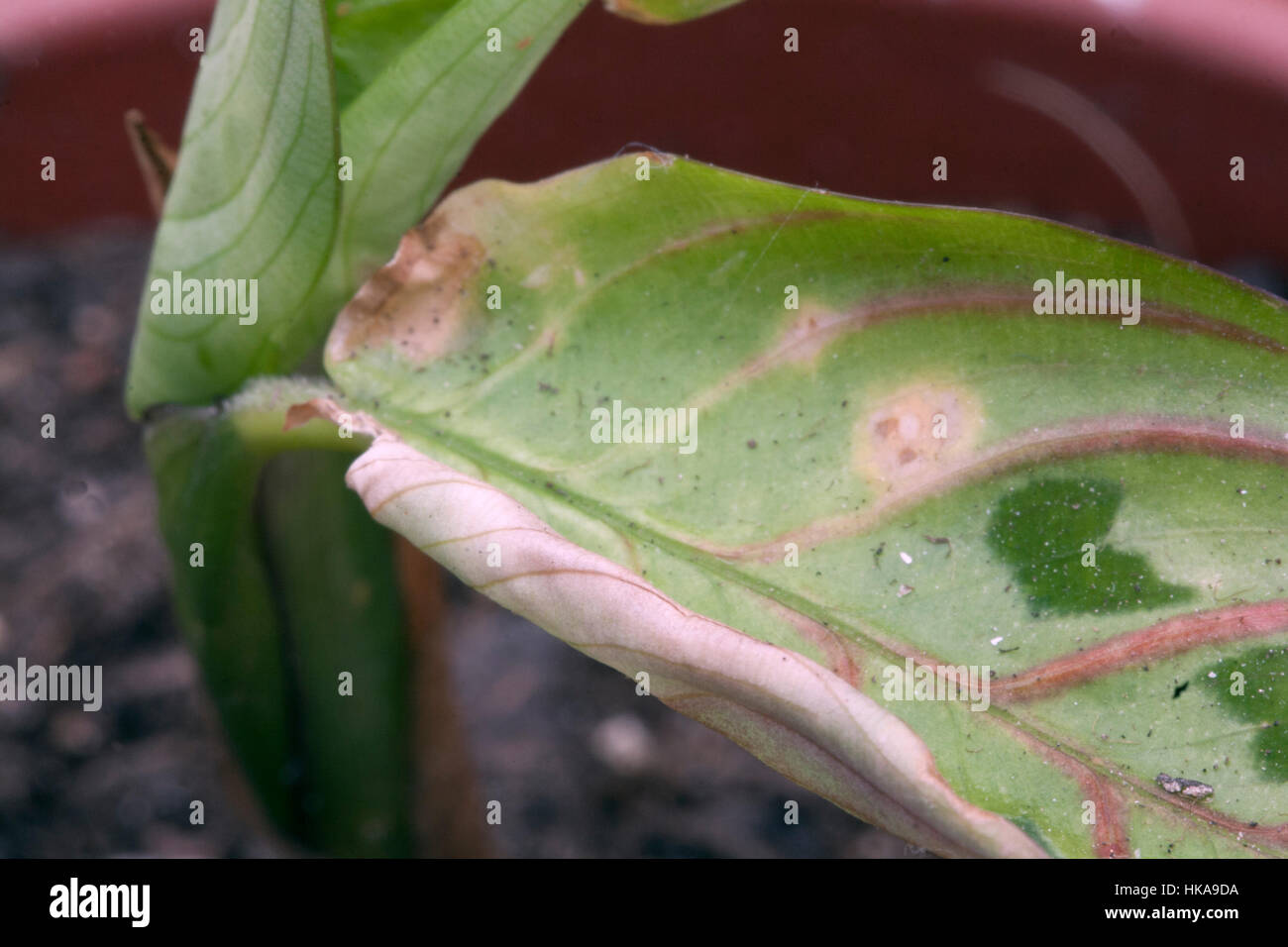 Acaro rosso danni su una foglia di maranta Foto Stock
