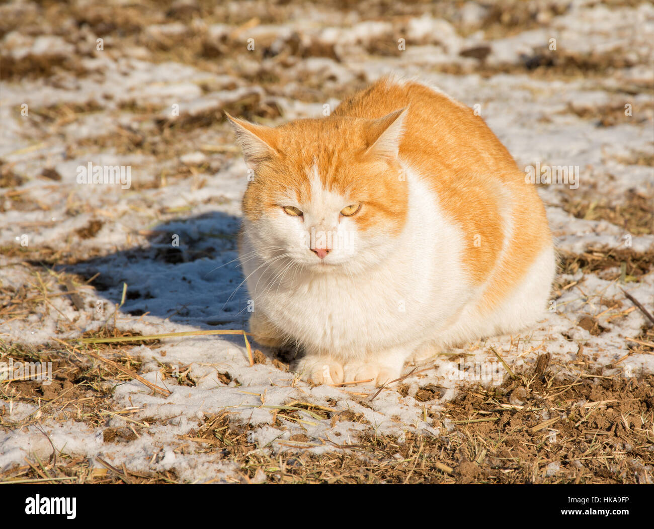 Arancione e bianco gatto randagio in un nevoso, campo di sole Foto Stock