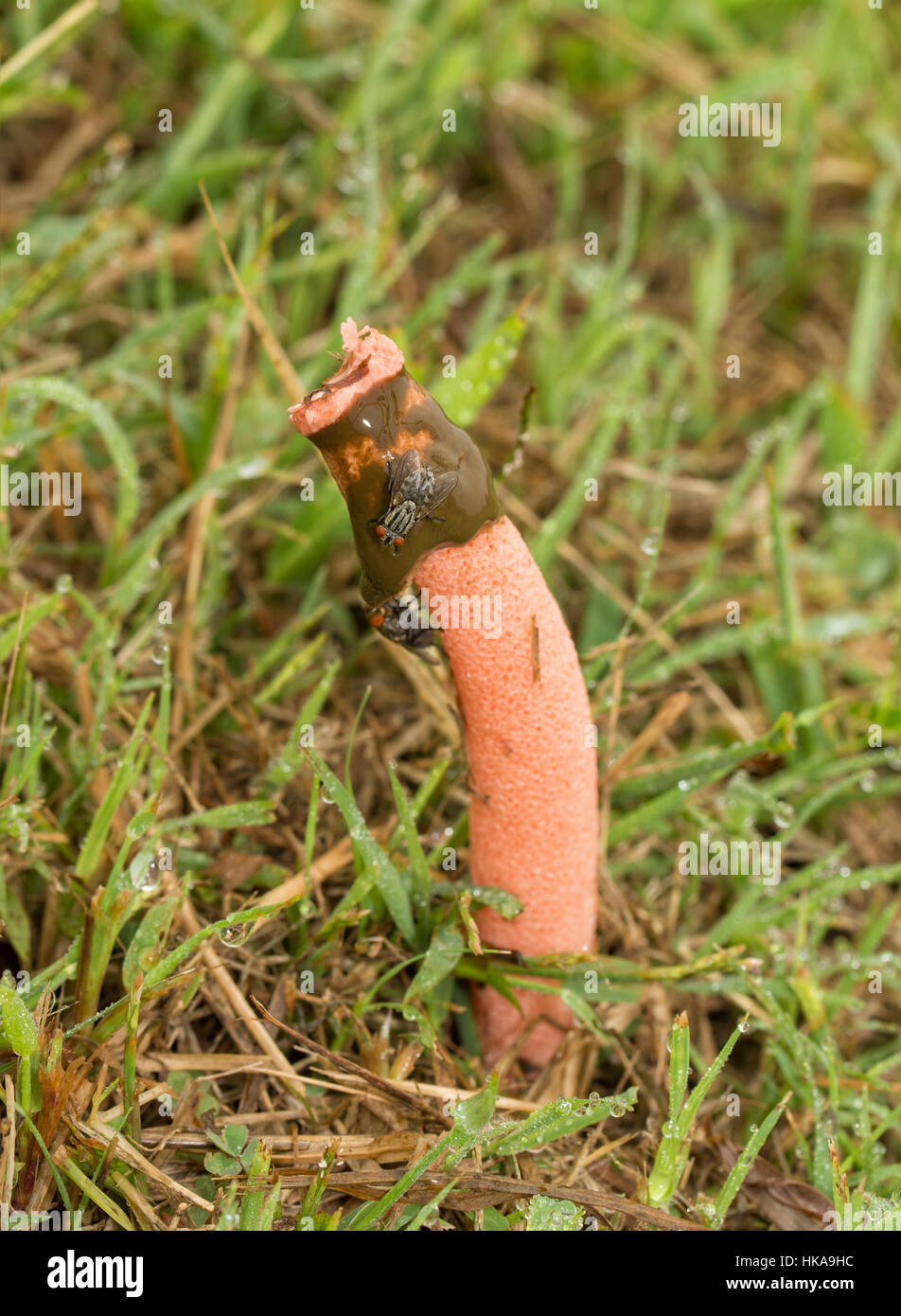 Cane stinkhorn fungo con mosche, crescendo in erba Foto Stock