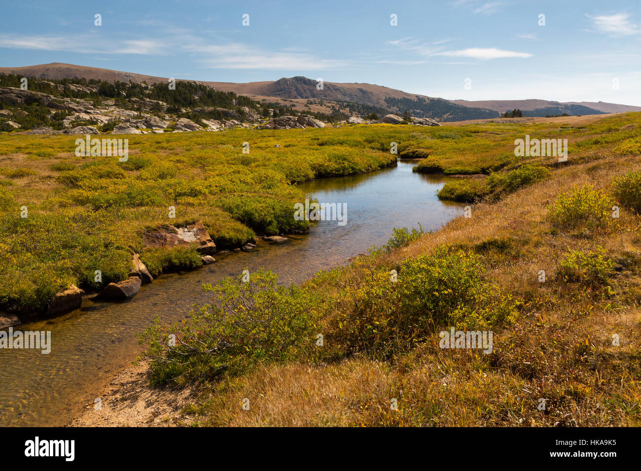 Un torrente che scorre attraverso una grande tundra alpina prato lungo la Beartooth Loop Trail. Shoshone National Forest, Wyoming Foto Stock