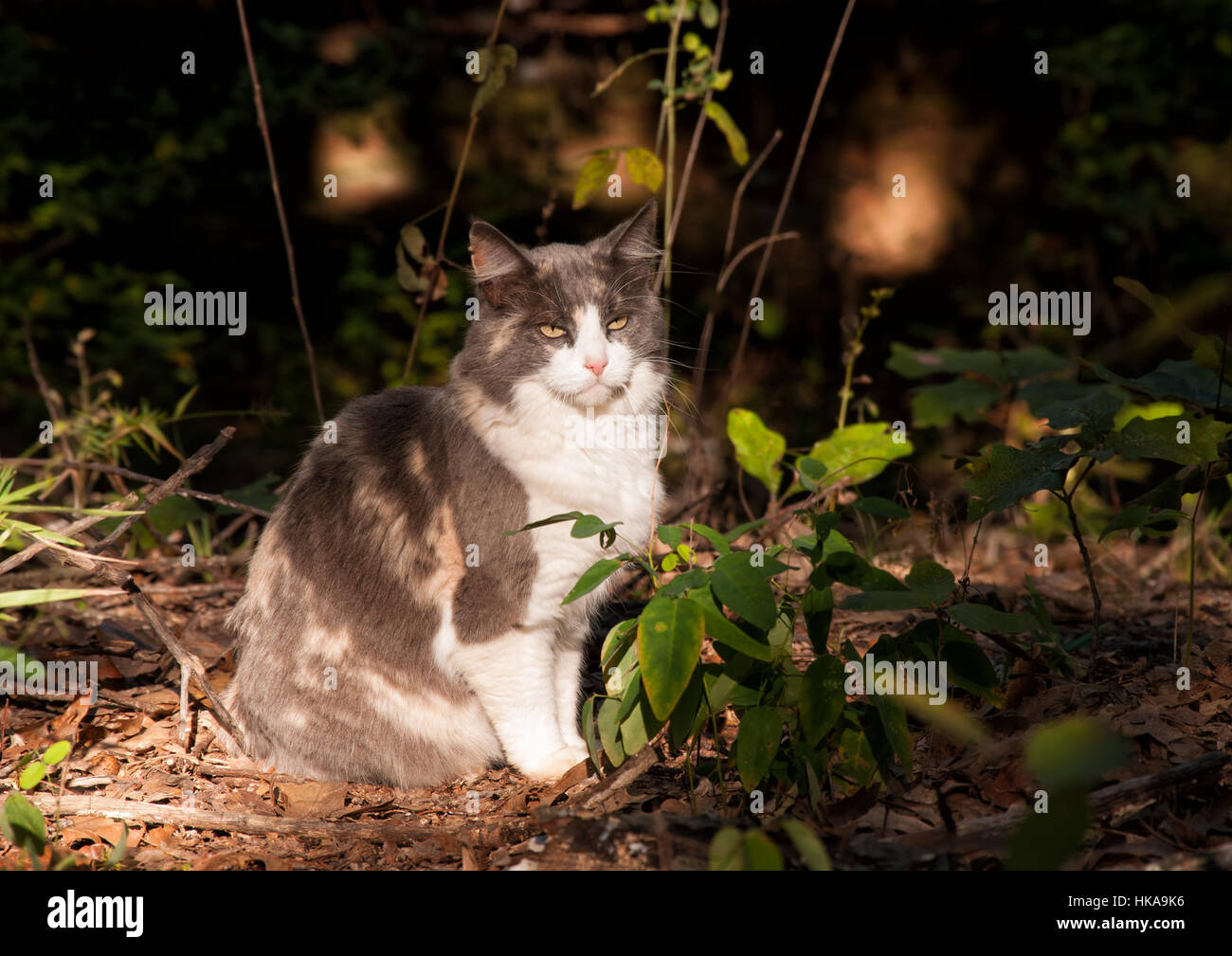 Diluito gatta calico seduti nei boschi spot illuminato da un fascio di luce solare Foto Stock