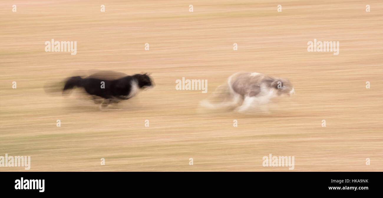 Bianco e nero cat a caccia di un blu e bianco gatto in alta velocità con motion blur - una immagine comica che mostra la disperazione e la determinazione Foto Stock