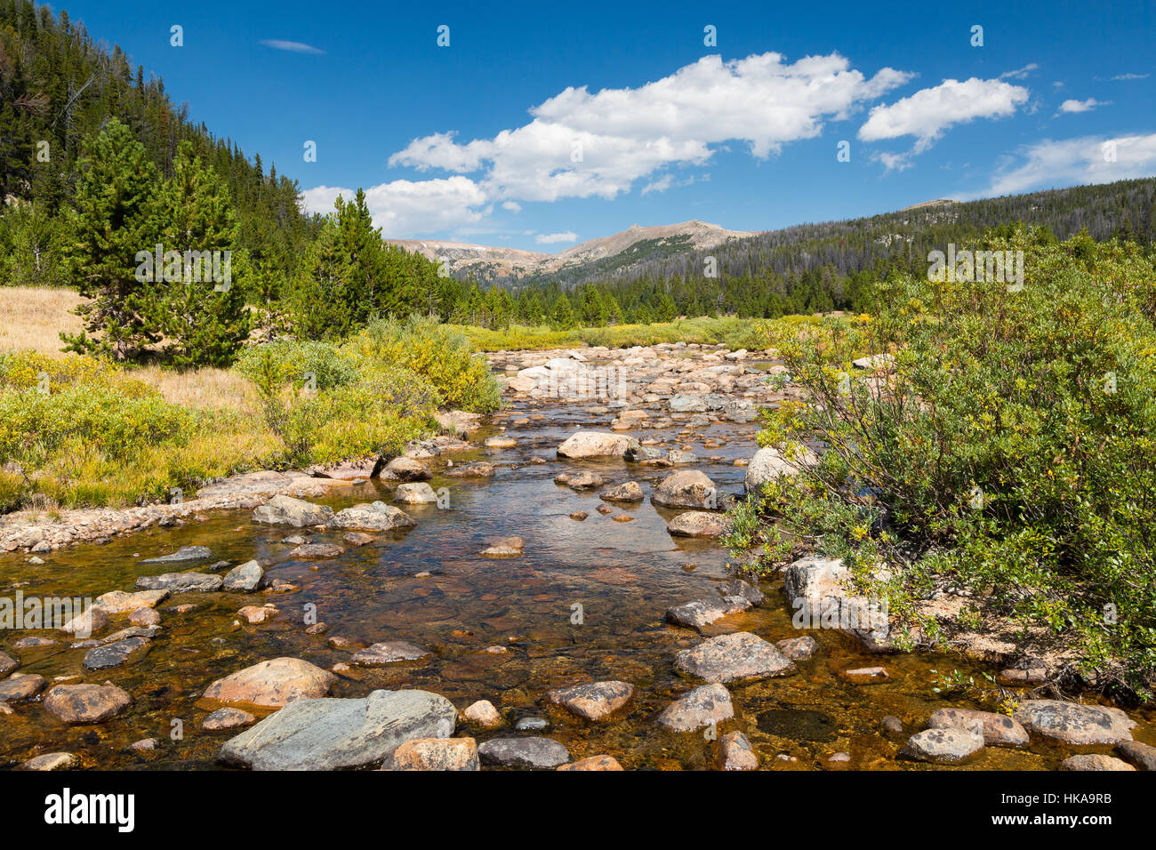 Over-sfogliato salici arbustivi fodera un torrente lungo la Beartooth escursione ad anello. Shoshone National Forest, Wyoming Foto Stock