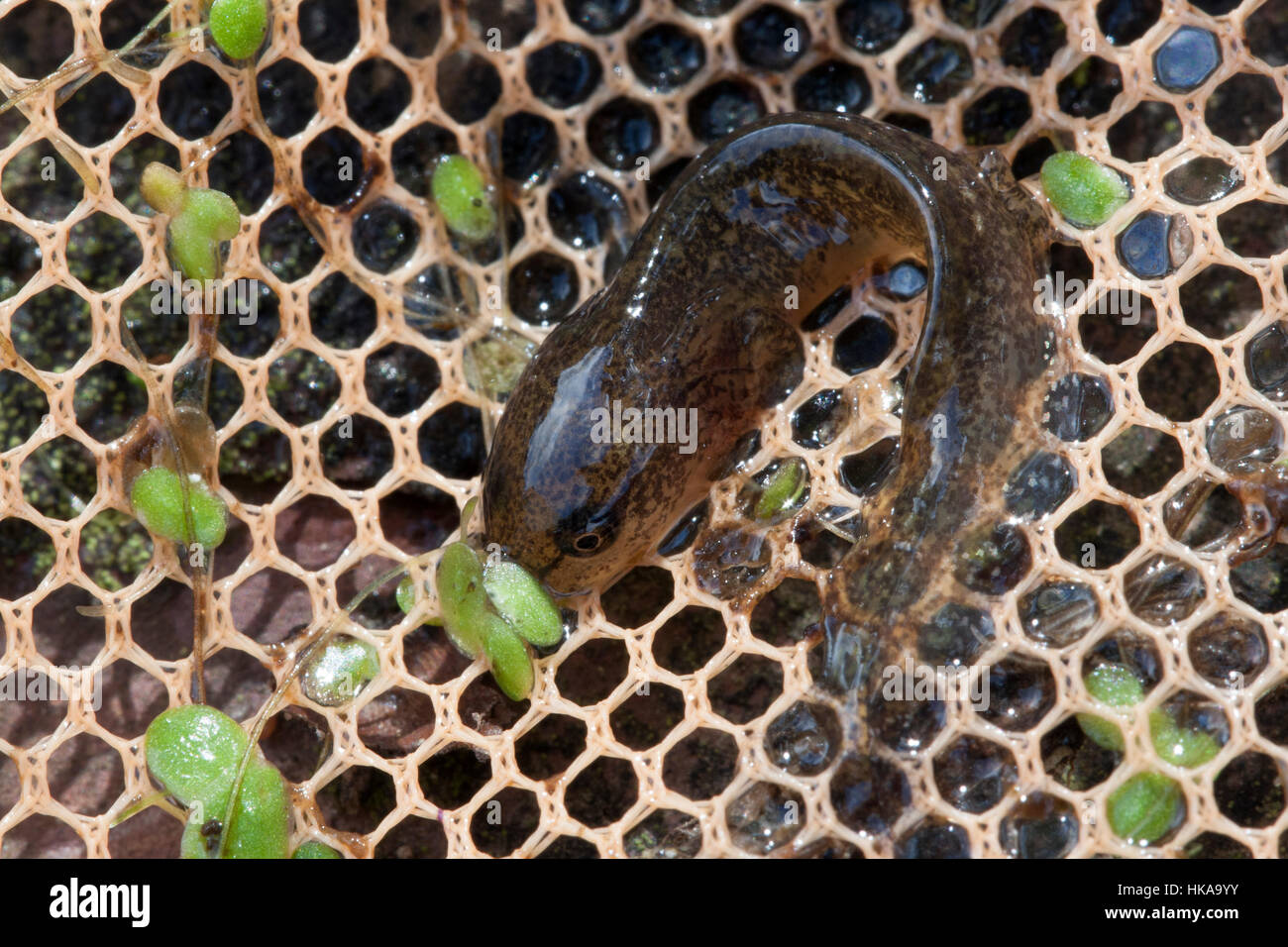 Pond newt catturati in una rete Foto Stock