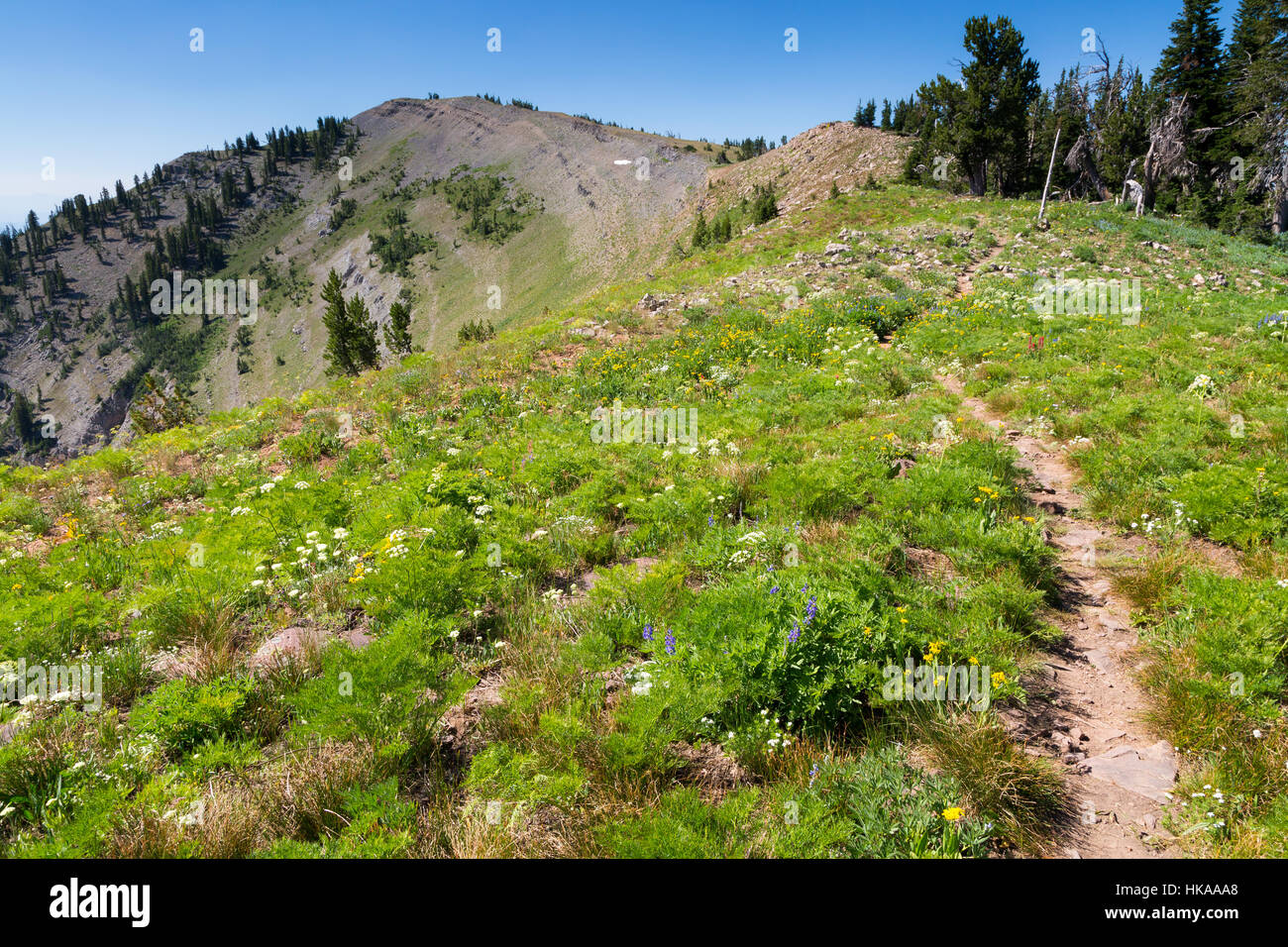 Il sentiero conduce fino al Monte Gloria oltre la cresta geografica del Teton Mountains. Bridger-Teton National Forest, Wyoming Foto Stock
