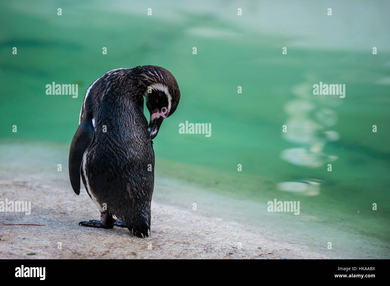 Pinguini Humboldt Foto Stock