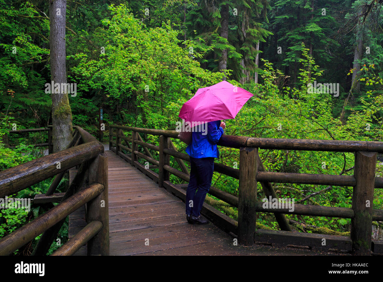 Il Capilano River Regional Park, Vancouver, British Columbia, Canada Foto Stock