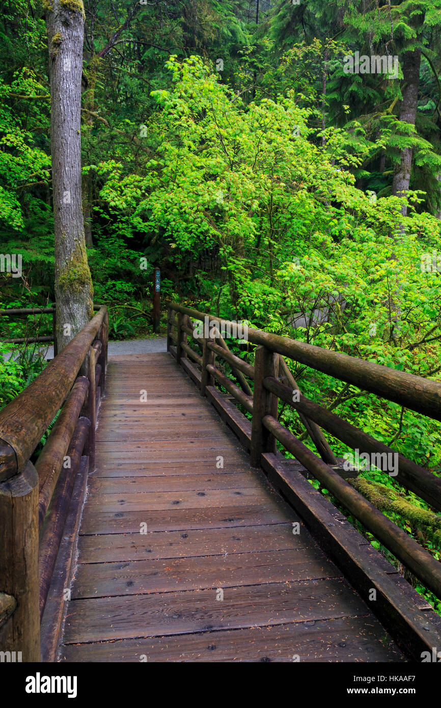 Il Capilano River Regional Park, Vancouver, British Columbia, Canada Foto Stock