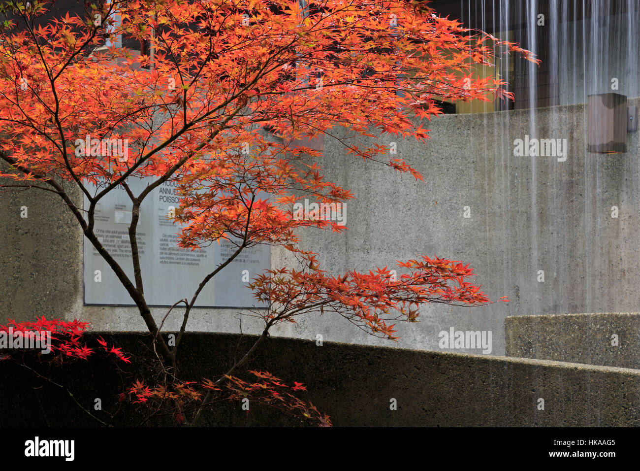 Il Capilano Salmon Hatchery, Vancouver, British Columbia, Canada Foto Stock