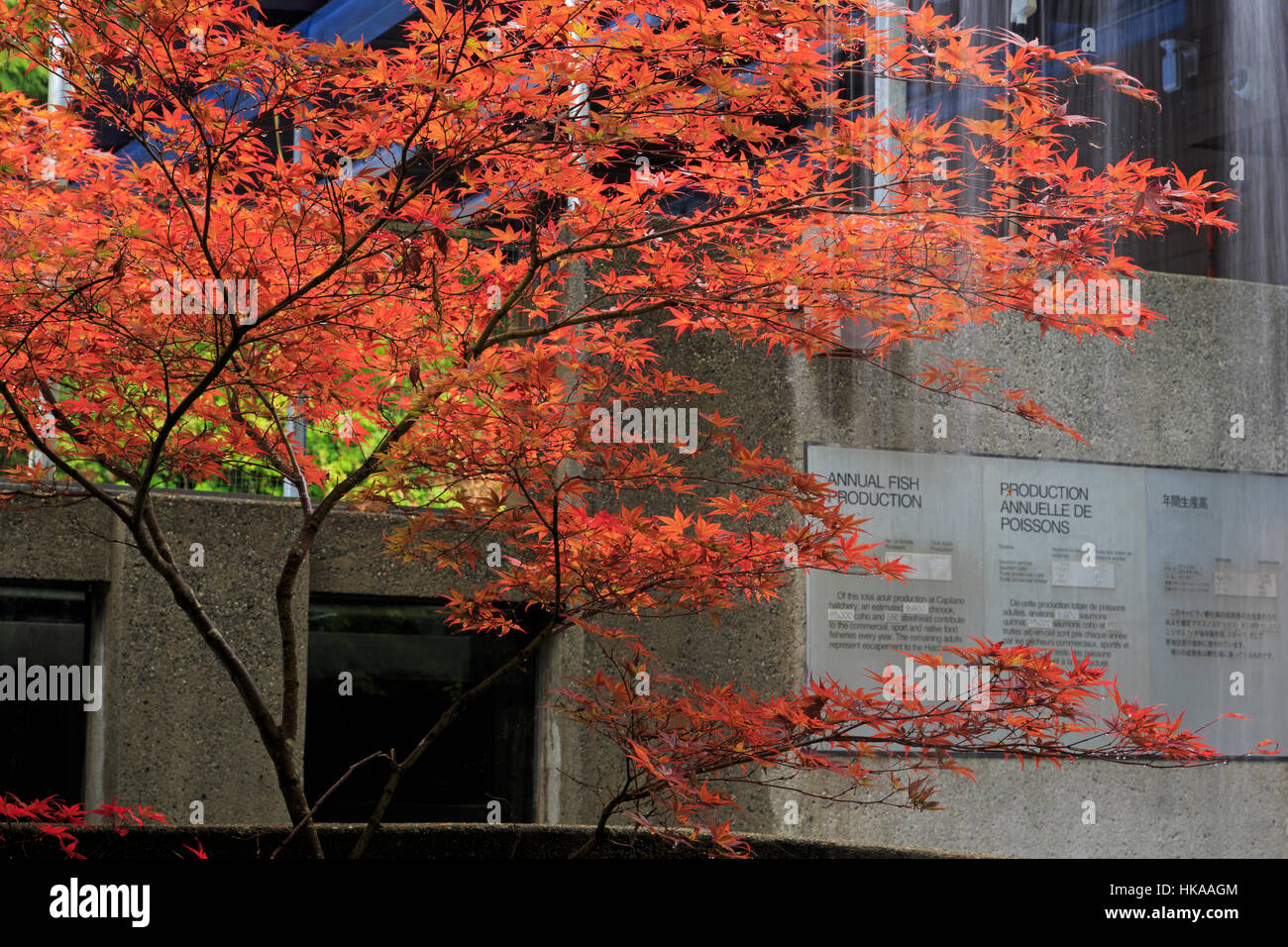 Il Capilano Salmon Hatchery, Vancouver, British Columbia, Canada Foto Stock